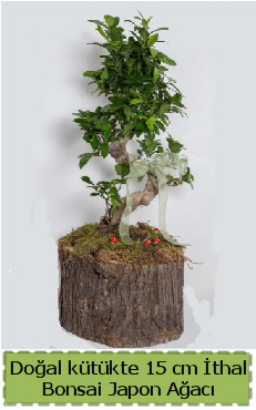 Doal ktkte thal bonsai japon aac  ankr iek online iek siparii 