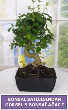 S dal erilii bonsai japon aac  ankr iek maazas , ieki adresleri 