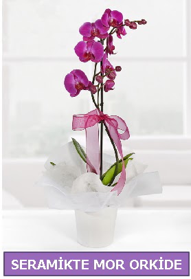 Seramik içerisinde birinci kalite tek dallı mor orkide  Çankırı 14 şubat sevgililer günü çiçek 