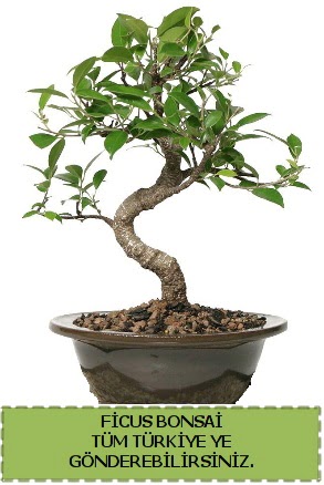 Ficus bonsai  ankr anneler gn iek yolla 