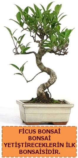 Ficus bonsai 15 ile 25 cm arasndadr  ankr hediye sevgilime hediye iek 