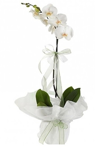 Tekli Beyaz Orkide  ankr yurtii ve yurtd iek siparii 
