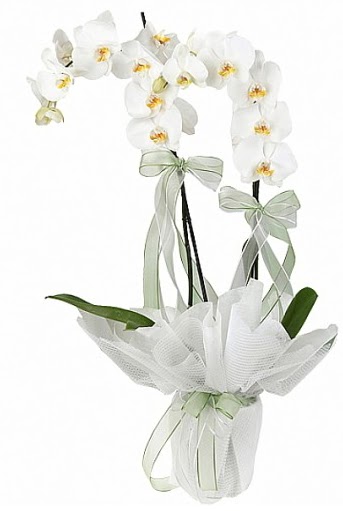 ift Dall Beyaz Orkide  ankr ieki maazas 