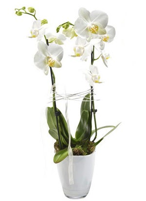 2 dall beyaz seramik beyaz orkide sakss  ankr anneler gn iek yolla 