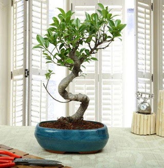 Amazing Bonsai Ficus S thal  ankr iek yolla 