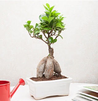 Exotic Ficus Bonsai ginseng  ankr iekiler 
