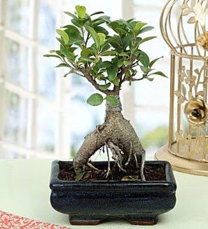 Appealing Ficus Ginseng Bonsai  ankr ieki maazas 