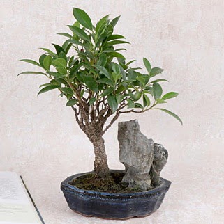 Japon aac Evergreen Ficus Bonsai  ankr anneler gn iek yolla 