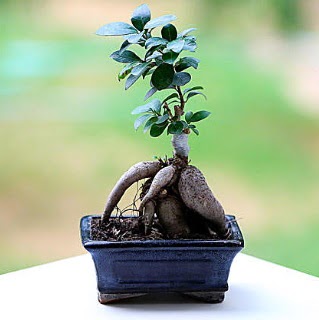Marvellous Ficus Microcarpa ginseng bonsai  ankr iek gnderme 