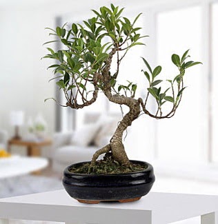 Gorgeous Ficus S shaped japon bonsai  ankr cicek , cicekci 