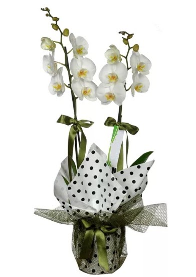 ift Dall Beyaz Orkide  ankr hediye iek yolla 