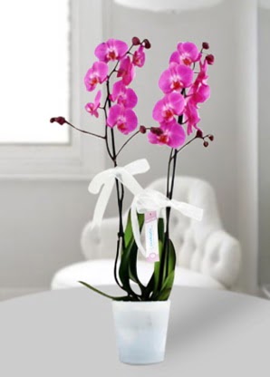 Çift dallı mor orkide  Çankırı çiçek gönderme sitemiz güvenlidir 