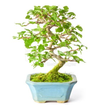S zerkova bonsai ksa sreliine  ankr 14 ubat sevgililer gn iek 
