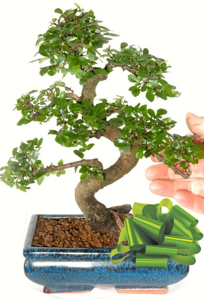 Yaklak 25 cm boyutlarnda S bonsai  ankr iek yolla , iek gnder , ieki  