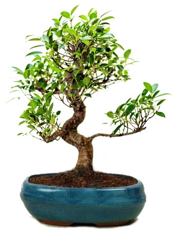 25 cm ile 30 cm aralığında Ficus S bonsai  Çankırı anneler günü çiçek yolla 