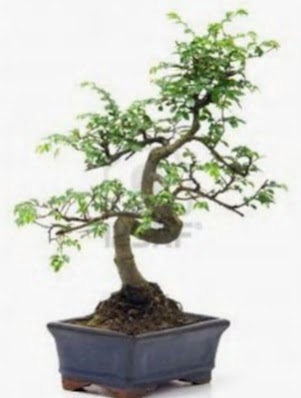 S gvde bonsai minyatr aa japon aac  ankr iek maazas , ieki adresleri 