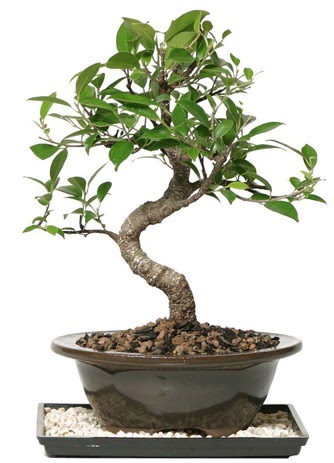 Altn kalite Ficus S bonsai  ankr iek servisi , ieki adresleri  Sper Kalite