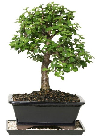 15 cm civar Zerkova bonsai bitkisi  ankr iek yolla , iek gnder , ieki  