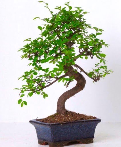 S gvdeli bonsai minyatr aa japon aac  ankr anneler gn iek yolla 