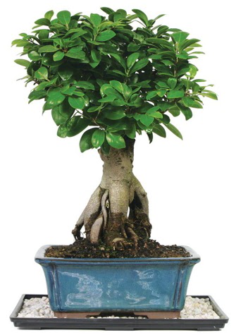 Bonsai Ginsing Grafted Ficus Bonsai  ankr hediye sevgilime hediye iek 