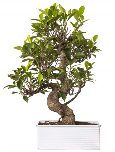 Exotic Green S Gvde 6 Year Ficus Bonsai  ankr anneler gn iek yolla 