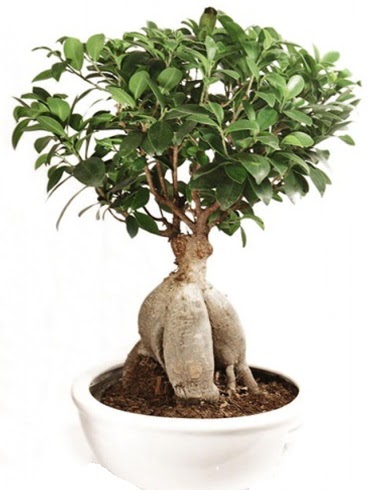 Ginseng bonsai japon aac ficus ginseng  ankr 14 ubat sevgililer gn iek 