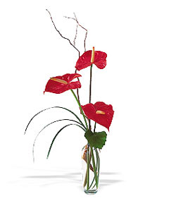  Çankırı çiçek yolla , çiçek gönder , çiçekçi   cam yada mika Vazoda 3 adet  antoryum