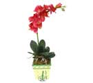 Yapay Phalonepsis Pembe   Çankırı online çiçek gönderme sipariş 