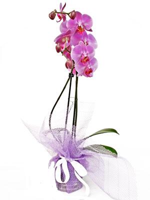  Çankırı çiçekçi mağazası  Kaliteli ithal saksida orkide