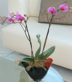  Çankırı online çiçekçi , çiçek siparişi  tek dal ikili orkide saksi çiçegi