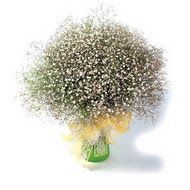  Çankırı internetten çiçek siparişi  cam yada mika vazo içerisinde cipsofilya demeti