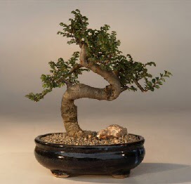 ithal bonsai saksi çiçegi  Çankırı hediye çiçek yolla 