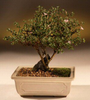 ithal bonsai saksi çiçegi  Çankırı internetten çiçek siparişi 