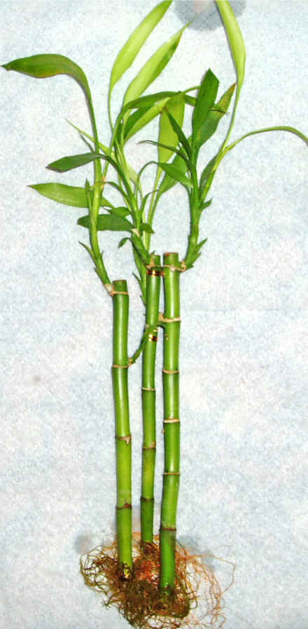 Lucky Bamboo 3 adet vazo hediye edilir   ankr iek sat 