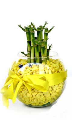 cam fanus içerisinde bambo  Çankırı İnternetten çiçek siparişi 