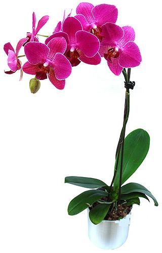  Çankırı online çiçekçi , çiçek siparişi  saksi orkide çiçegi