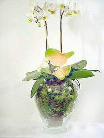 Çankırı çiçek mağazası , çiçekçi adresleri  Cam yada mika vazoda özel orkideler