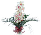  Çankırı çiçek yolla , çiçek gönder , çiçekçi   Dal orkide ithal iyi kalite