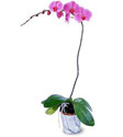  Çankırı çiçek , çiçekçi , çiçekçilik  Orkide ithal kaliteli orkide 