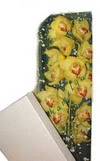  Çankırı çiçek online çiçek siparişi  Kutu içerisine dal cymbidium orkide