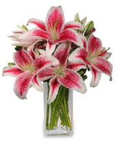Vazo içerisinde 5 dal kazablanka çiçeği  Çankırı çiçek , çiçekçi , çiçekçilik 