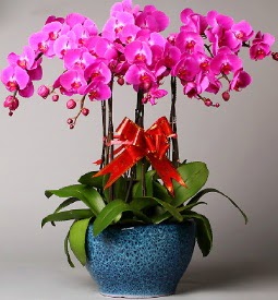 7 dallı mor orkide  Çankırı internetten çiçek satışı 