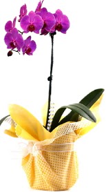  Çankırı çiçek yolla , çiçek gönder , çiçekçi   Tek dal mor orkide saksı çiçeği