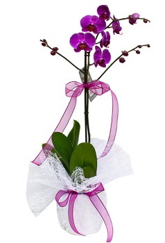 Tek dallı mor orkide  Çankırı çiçek servisi , çiçekçi adresleri 