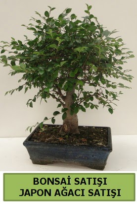 Minyatür bonsai japon ağacı satışı  Çankırı anneler günü çiçek yolla 