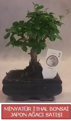 Küçük görsel bonsai japon ağacı bitkisi  Çankırı kaliteli taze ve ucuz çiçekler 