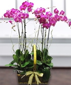 7 dallı mor lila orkide  Çankırı anneler günü çiçek yolla 
