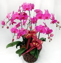 Sepet içerisinde 5 dallı lila orkide  Çankırı güvenli kaliteli hızlı çiçek 