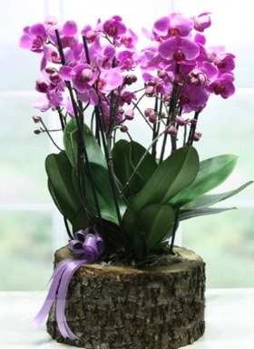 Kütük içerisinde 6 dallı mor orkide  Çankırı güvenli kaliteli hızlı çiçek 