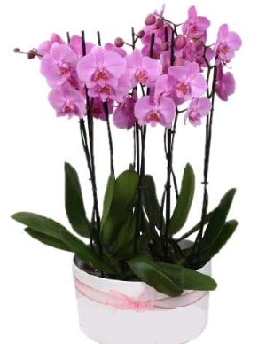 Beyaz seramik içerisinde 7 dallı mor orkide  Çankırı çiçek servisi , çiçekçi adresleri 
